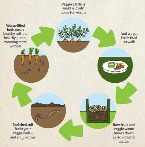 How to Compost at Home and Why You Should Be Composting Veggie Beds, How To Compost, Carnivorous Animals, Food Meaning, Green Gym, Bird Tables, Insect Hotel, Composting At Home, Fruit Peel