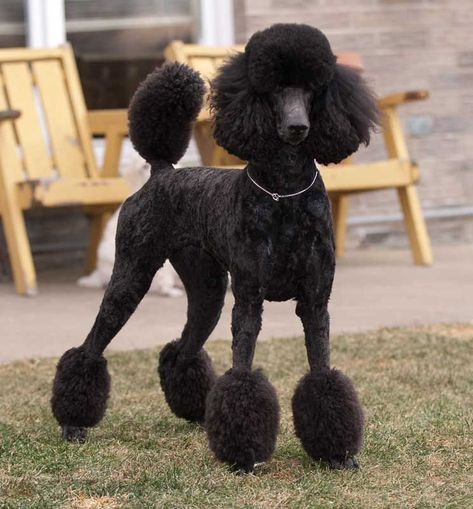 Standard Poodle Cuts, Standard Poodle Haircuts, Anjing Poodle, Poodle Haircut Styles, Black Standard Poodle, Poodle Hair, Poodle Haircut, Poodle Dogs, Poodle Cuts