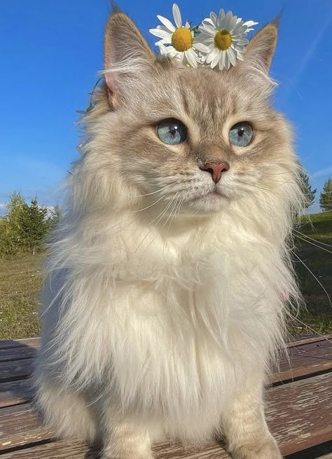 Katt Grejer, Cutest Cats Ever, Cats Photos, Silly Cats Pictures, Cute Cats Photos, Pretty Animals, Ginger Cats, Cat Aesthetic