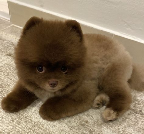 Pomeranian Haircut Teddy Bear, Golden Pomeranian, Brown Pomeranian Puppy, Pomeranian Teddy Bear Cut, Chocolate Pomeranian, Brown Pomeranian, Pomeranian Colors, Teddy Bear Pomeranian, Fluffy Pomeranian