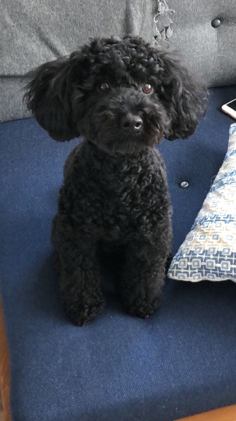 Mini Black Poodle, Black Cockapoo Haircut Styles, Mini Poodle Haircut Styles, Toy Poodle Puppy Cut, Black Miniature Poodle, Black Maltipoo, Poodle Puppy Black, Miniature Poodle Black, Black Toy Poodle