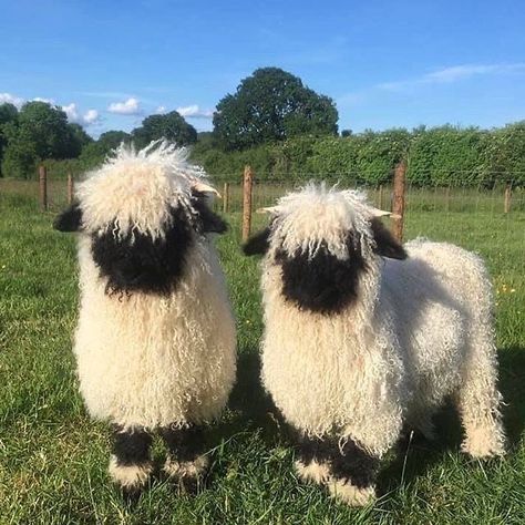 Blacknose Sheep, Fluffy Sheep, Sheep, On Instagram, Instagram, Black