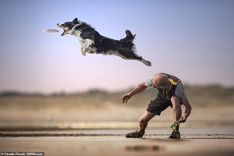 Incredible action shots show daredevil dogs leaping through the air to grab frisbees | Daily Mail Online Dog Jumping, Daily Dozen, Polar Night, Photo Awards, Sporting Dogs, Appaloosa, Killer Whales, Quarter Horse, Dog Photography