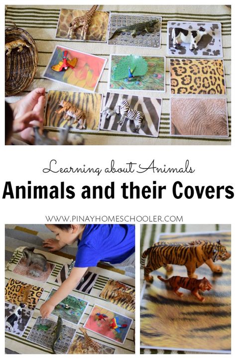 Exploring animal covers! Montessori inspired learning activity for toddlers and preschoolers! Animal Coverings Activities, Animal Coverings, Zoo Animals Preschool, Zoo Lessons, Preschool Jungle, Zoo Preschool, Zoo Activities, Dear Zoo, Zoo Theme