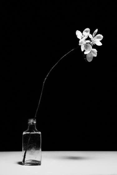 Minimal Photography, Art Photography Portrait, Still Life Flowers, Still Life Photos, Black White Photography, Minimalist Photography, Foto Art, Photorealism, Abstract Photography