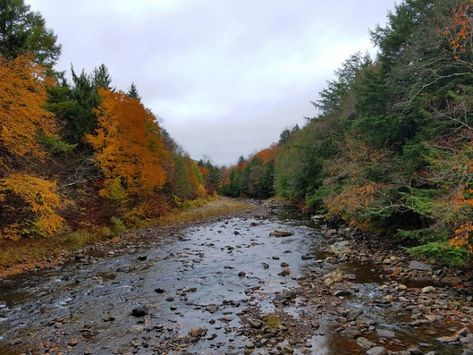 Free Camping in Pennsylvania | Endless Mountains Experience Camping In Pennsylvania, North Country Trail, Allegheny National Forest, Wilderness Explorer, Forest Camp, Dream Vacation Spots, Pennsylvania Travel, Fire Ring, Picnic Tables