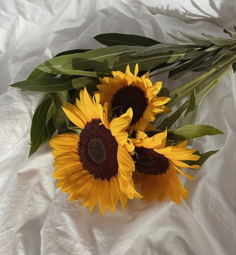 Sunflower Bouquets, Bouquets, Sunflower, Around The World, Instagram Post, On Twitter, Yellow, Twitter, Green