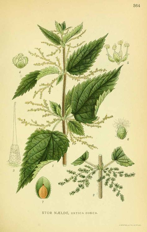 131620 Urtica dioica L. / Lindman, C.A.M., Bilder ur Nordens Flora, vol. 2: t. 364 (1922-1926) Illustration Botanique Vintage, Magia Das Ervas, Stinging Nettle, Illustration Botanique, Botanical Illustration Vintage, Scientific Illustration, Plant Illustration, Botanical Drawings, Vintage Botanical