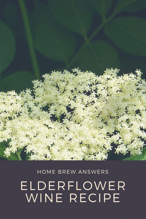 Elderflower Wine, Wine Recipes Drink, Eating Flowers, Cottagecore Crafts, Wine Making Recipes, Homemade Wine Recipes, Elderberry Recipes, Beautiful Recipes, Homemade Alcohol