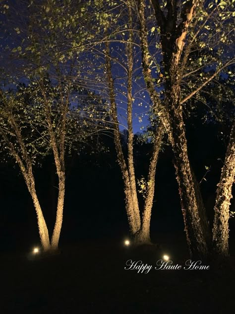 Our River Birch trees are lit all the way to the tippy top…at least 30 feet high if not more. These trees are lit using six 60 degree spotlights. Each one is very heavy duty and built to last a lifetime. Outdoor Spotlights On Trees, Lit Up Trees Backyard, Tree Up Lights, Light Up Trees Outdoor, Up Lighting Trees, Tree Spotlight Outdoor, Lights On Trees Outside, Uplighting Trees, Tree Lighting Ideas