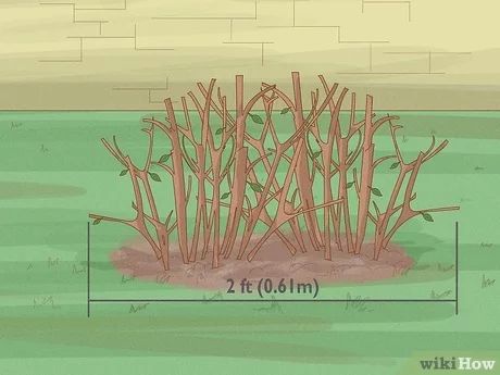 How to Prune Azaleas: 8 Steps (with Pictures) - wikiHow When To Prune Azaleas Shrubs, Pruning Azaleas Shrubs, When To Prune Azaleas, Pruning Azaleas, White Azaleas, Azalea Shrub, Azalea Bush, Air Layering, White Azalea