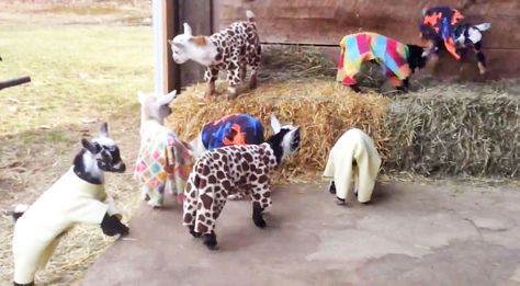 This Video Of A Baby Goat Pajama Party Is Exactly What You Need Today Goats In Pajamas, Baby Goats In Sweaters, Goat Clothes, Baby Goats Pygmy, Goats In Sweaters, Miniature Goats, Mini Goats, Baby Animal Videos, Pygmy Goat