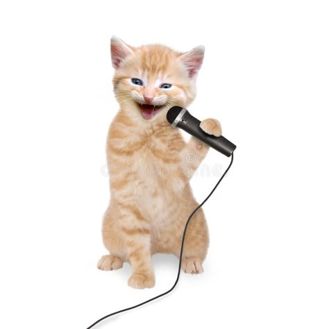 Singing Into Microphone, Singing Cat, Singing Funny, Funny Cat Jokes, Hate Cats, Funny Cat Faces, Funny Cat Wallpaper, Funny Cat Photos, Cats Musical