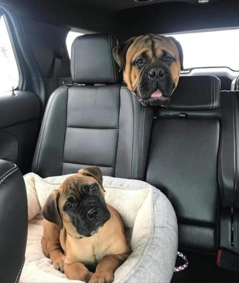 Diy Dog Room, British Mastiff, Neo Mastiff, Bull Mastiff Dogs, Puppies And Babies, Mastiff Dog Breeds, English Mastiff Puppies, Mastiff Breeds, Giant Dog Breeds