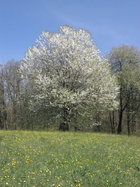 Connecticut Native Plants for Landscaping [with Pictures] - PlantNative.org Prunus Serotina, Plants For Landscaping, Texas Mountain Laurel, Texas Native Plants, Mimosa Tree, Eastern Redbud, Bald Cypress, Yucca Plant, Wild Cherry