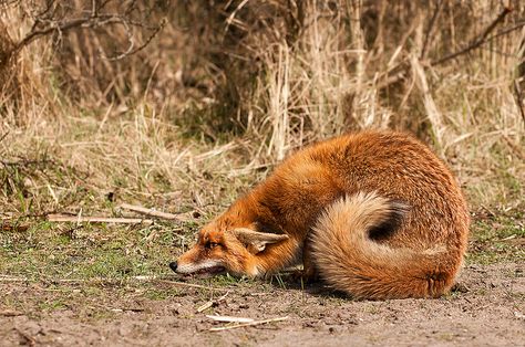 Scared Fox | Flickr - Photo Sharing! Fox Running, Fantastic Fox, Fox Pictures, Fennec Fox, Animal Study, Pet Fox, Fox Art, Wild Dogs, Cute Fox