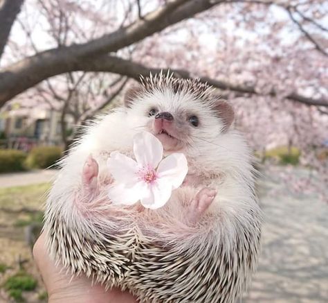 Hedgehog Cheeseball, Drawing Hedgehog, Hedgehog Tattoo, Hedgehog Cage, Hedgehog Drawing, Hedgehog Cake, Hedgehog Pet, Silver The Hedgehog, Hedgehog Art