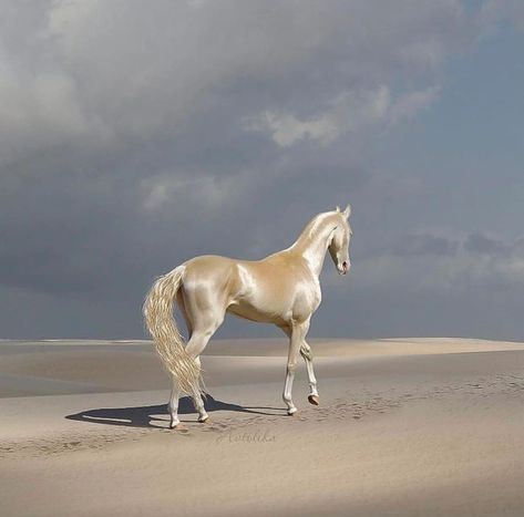 Akhal-teke, Ahal Teke, Akhal Teke Horses, Rare Horses, Alternative Universe, Golden Horse, Akhal Teke, Horse Aesthetic, Most Beautiful Horses