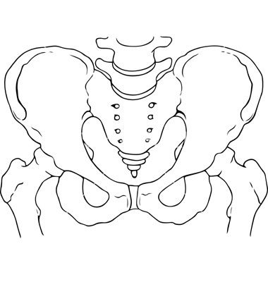 Pelvis Bone Drawing, Pelvis Drawing Anatomy, Hip Bone Drawing, Pelvis Drawing, Pelvis Bone, Pelvis Anatomy, Beer Pong Table Designs, Bone Drawing, Pelvic Girdle