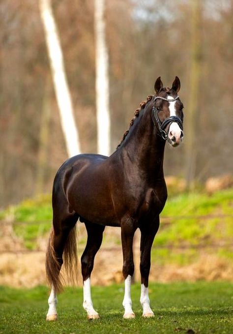 Liver Chestnut Horse, Prettiest Horses, Kwpn Horse, Horse Lifestyle, Horse Colours, Chestnut Horses, Liver Chestnut, Horse Coat Colors, Red Flames