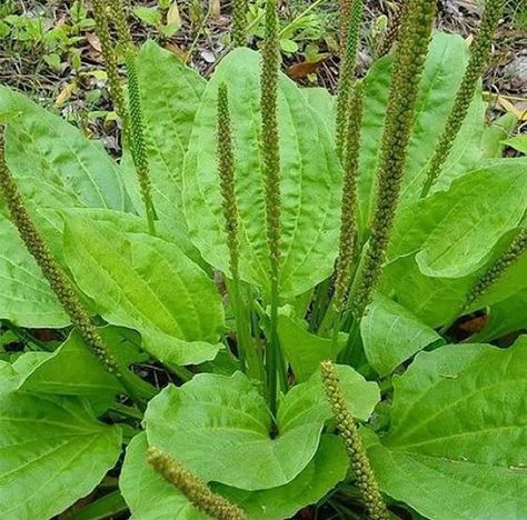 6000 Broadleaf Plantain Seeds (Plantago Major or Plantago rugelii) | Plantain for Sale in Wilsonville, IL - OfferUp Plantain Plant, Plantain Herb, Clean Arteries, Plantain Leaves, Survival Gardening, Perennial Herbs, Wild Edibles, Wild Plants, Herb Seeds