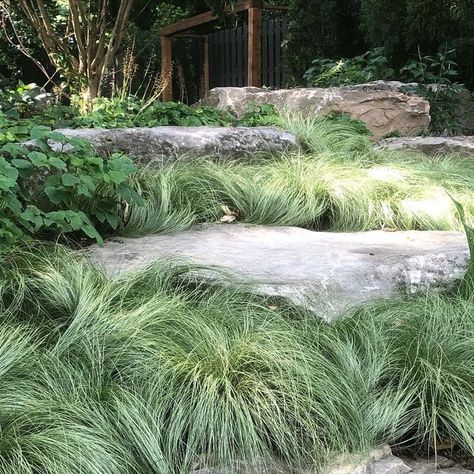 BellaBotanicaDesigns on Instagram: "Carex Frosted Curls" Native Garden, Cali, The Expanse, Garden Design, Yard, Plants, Instagram, Design