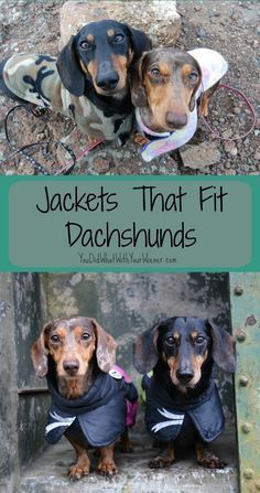 Jackets that Fit Dachshunds - `UPDATED Dog Jackets, Fit Dogs, Dachshund Breed, Dachshund Clothes, Dachshund Funny, Warm Jackets, Dachshund Puppy Miniature, Miniature Dachshunds, Dapple Dachshund