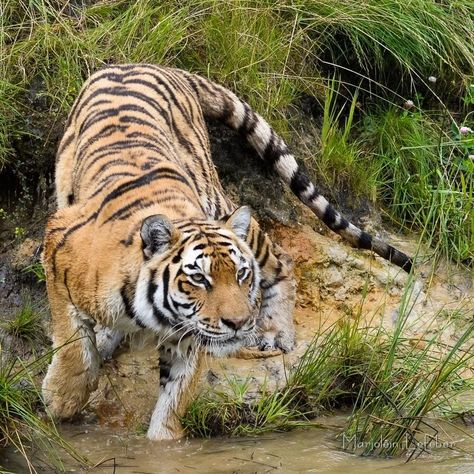 Tiger Poses Reference, Tiger Walking Down, Tiger From Above, Tiger Poses, Tiger Reference, Tiger Walking, Aggressive Animals, Tiger Artwork, Sumatran Tiger