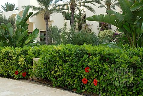 hibiscus hedge, front of the house or under the master bedroom window Southern California Tropical Landscaping, Hibiscus Hedge Gardens, Tropical Hedge, Hibiscus Hedge, Landscaping Entrance, Flower Hedge, Garden Edge, Hedge Plants, Florida Landscape