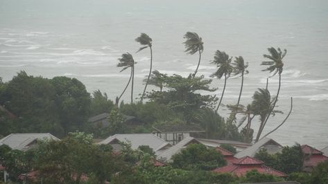 Crop Insurance, Tropical Storm, West Bengal, Ocean Beach, Natural Disasters, Mocha, Plants, Nature