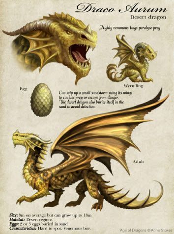 Desert Dragon, Dragon Anatomy, Types Of Dragons, Learning To Draw, Dragon Artwork Fantasy, Dnd Dragons, Images Harry Potter, Golden Dragon, Dragon Illustration