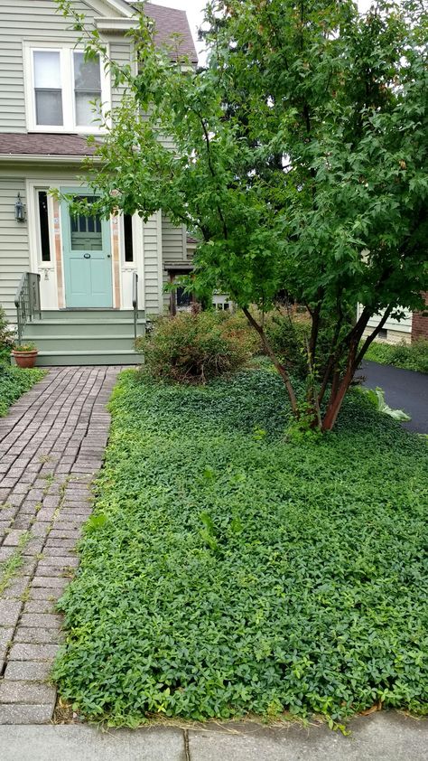 Syracuse. A cool pool of green ground cover. ( Periwinkle, a.k.a. vinca) Periwinkle Ground Cover, Creeping Myrtle, Flowering Bushes, Green Ground, Front Yards, Lawn Maintenance, Ground Cover Plants, Cool Pools, Ground Cover