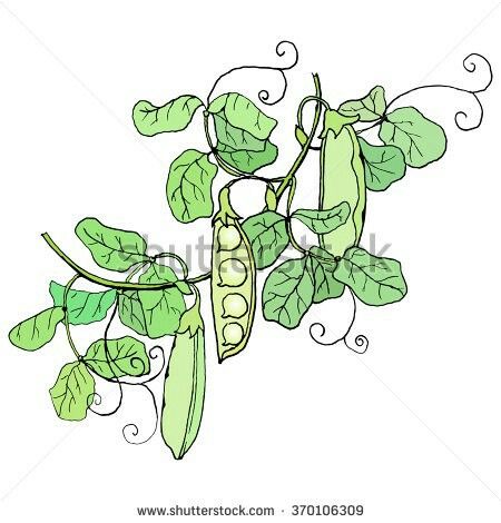 Climber Plants, Vine Tattoos, Pea Pods, Wedding Glasses, Plant Drawing, Green Peas, Color Vector, Plant Art, Colorful Leaves