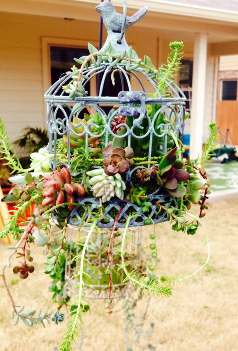 Another bird cage headed to the garden show- bird cage- succulents Bird Cage Ideas, Birdcage Planter, Decoration Pieces, Cactus Planta, Bird Cage Decor, Hanging Succulents, Birdcages, Succulent Gardening, Succulents In Containers