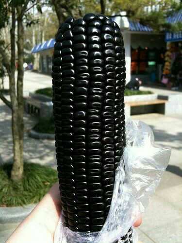 Colored Corn, Rainbow Corn, Black Corn, Glass Gem Corn, Giant Vegetable, Weird Fruit, Goth Garden, Indian Corn, Yellow Corn