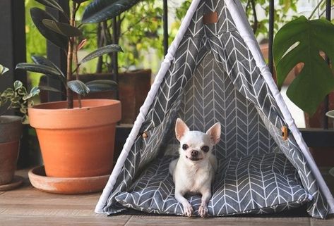 Even though there are officially only two varieties of different Chihuahua breeds according to the AKC, we've found five different...