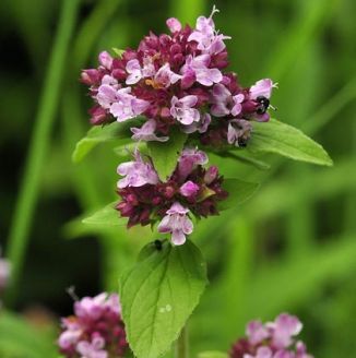 Marjoram Flower, Origanum Majorana, Flower Tat, Natural Sea Sponge, Digestive Aid, Olive Oil Soap, Organic Soap, Marjoram, Pink Eyes