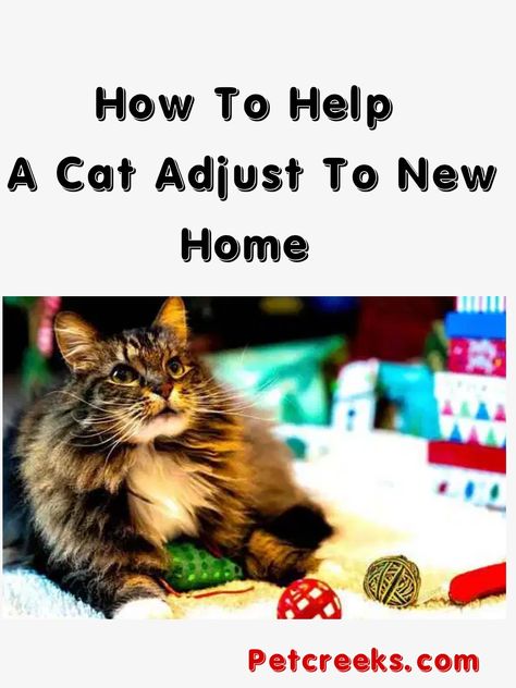 How To Help A Cat Adjust To New Home Cat Owner Hacks, How To Introduce Cats, Animal Tips, First Time Cat Owner, Cat Lover Quote, Cat Proofing, Scared Cat, Older Cats, Cat Hiding