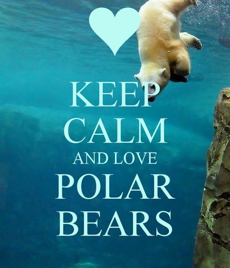 Polar Bear Quotes, Bear Bedroom, Bear Quotes, Animal Jam Play Wild, Bear Quote, Fabulous Quotes, Quotes About Everything, Calm Quotes, Keep Calm Quotes