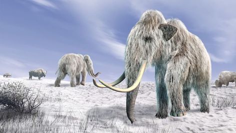 Mammoths had a hump on their back just behind the skull.  What was the purpose of this hump?Gene analysis suggests that much like the camel, the hump on the mammoth served as a place for fat reserves, built up during the summer and used during the winter. -- Answer: To store fat for the cold winter -- #Science Cenozoic Era, Wooly Mammoth, Ancient Animals, Asian Elephant, Wakayama, Extinct Animals, Rare Animals, Animal Species, Prehistoric Animals