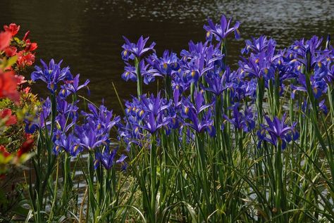 Storing Iris rhizomes Iris Bulbs, Spanish Bluebells, Iris Rhizomes, Dutch Iris, Glory Of The Snow, Swamp Milkweed, Spring Flowering Bulbs, Front Landscaping, Spring Plants