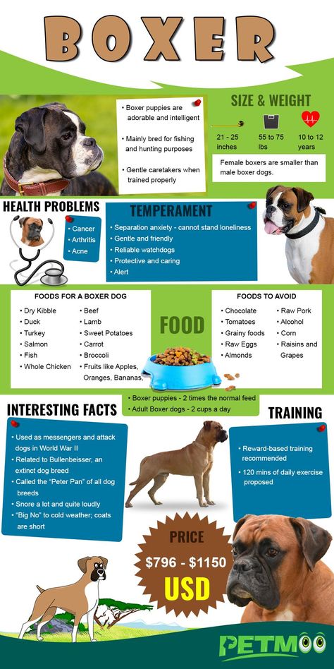 Boxer Puppy Training, Boxer Dogs Brindle, Boxer Dogs Facts, Boxer Dog Breed, Boxer Breed, Boxer Dogs Funny, Boxer Mom, Female Boxers, Boxer And Baby