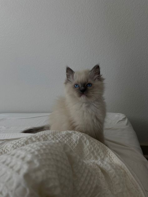 Cute ragdoll kitten Rag Doll Cat Ragdoll Kittens, Rag Doll Cats, Ragdoll Cat Aesthetic, Beach Cat, Ragdoll Kittens, Dream's Cat, Ragdoll Kitten, Ragdoll Cat, Cat Wallpaper