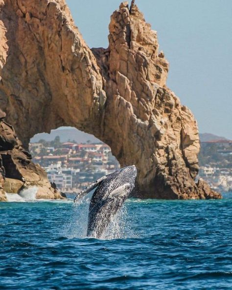 Salto de Ballena cerca del Arco de... - Sudcalifornios.Com Arco Cabo San Lucas, Los Cabos San Lucas, Baja California Mexico, Cabo San Lucas Mexico, Cabo Weddings, Baja California Sur, San Lucas, Cabo San Lucas, Mexico Travel