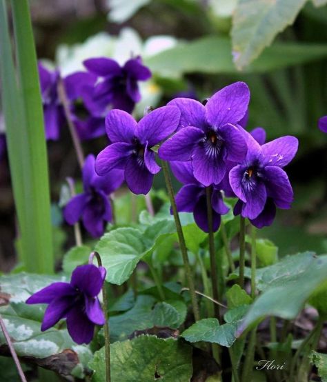 #violets #veilchen Violets Bouquet, Fiori Frangipani, February Flowers, Tiny Bouquet, Wild Violets, Favourite Flowers, Purple Garden, Sweet Violets, Violet Flower