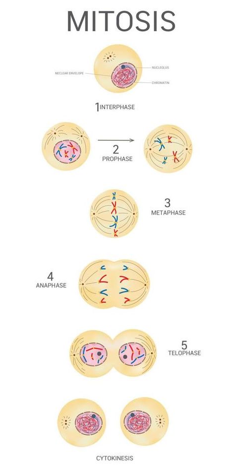 Mitosis And Meiosis Drawing, Stages Of Mitosis Drawing, Cytokinesis Mitosis, Mitosis Phases, Mitosis Drawing, Mitosis Project, Paramedic Aesthetic, Stages Of Mitosis, Mitosis And Meiosis