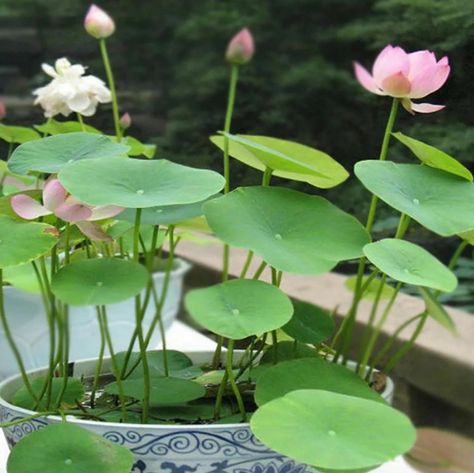 PRICES MAY VARY. Item type: open-mouthed lotus seeds. 10Pcs / Pack. GMO-free, Chemical-free, USA-grown seeds. Planting Methods: 1. Pond cultivation: Put the pond water into a clean pool, with the top bud facing south, tilt it downward 20 degrees and insert it into the soil, with the tail section exposed to the soil, and compact the soil gently. 2. Submerged cultivation: submerge the planted lotus in the bottom of the water, and control the water level within 3-5 cm at the early stage of growth. Lotus Flower Seeds, Water Lily Flower, Lily Seeds, Container Water Gardens, Lotus Seeds, Aquatic Garden, Indoor Water Garden, Lotus Plant, Hydroponic Plants