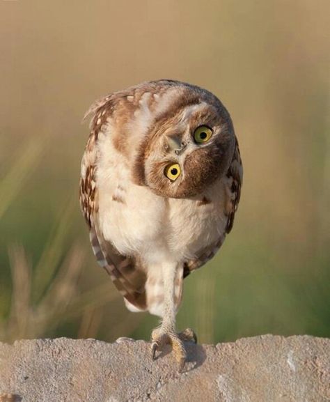 Whats happenin up dere fellas?  #Funny #Crazy owl ;-) #owls #expressions Puppy Smile, Crazy Owl, Burrowing Owl, Funny Owls, Puppy Day, Owl Photos, Owl Pictures, Beautiful Owl, Funny Birds