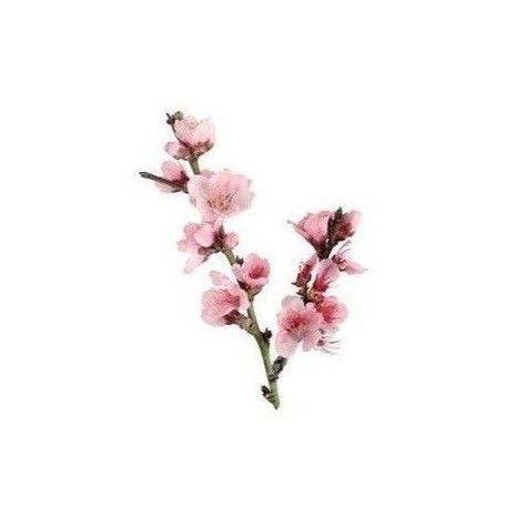 °Cherry Blossoms° Pink Png Icon, Flower App, Pink Png, Minimalist Icons, Cherry Flower, Flower Icons, Screen Icon, Png Aesthetic, Sakura Flower