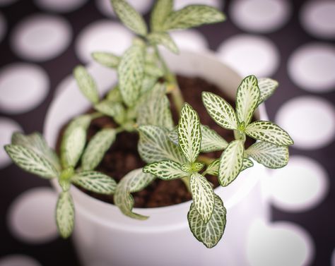 PLANTS / fittonia argyroneura nana Fittonia Argyroneura, Plants